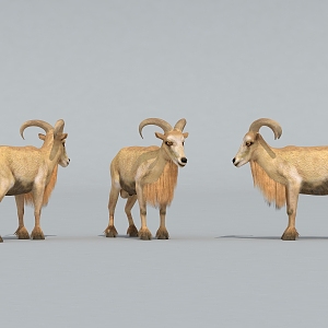 Sheep Goat 3d model