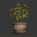 Succulent Plant With Green And Orange Leaves In Terracotta Pot With Saucer