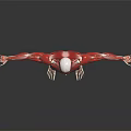 Medical Device 3D Human Muscle Structure Visualization Model for Anatomy Teaching Tool