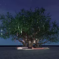 Tree Pit Surrounding Large Tree With Green Leaves Decorative Lights And Paved Ground At Night