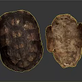 Intact and Broken Turtle Shells Showing Natural Texture on White Background 3d model