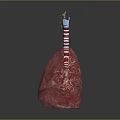 Human Respiratory System Anatomical Structure Showing Trachea Bronchi And Lungs 3d model