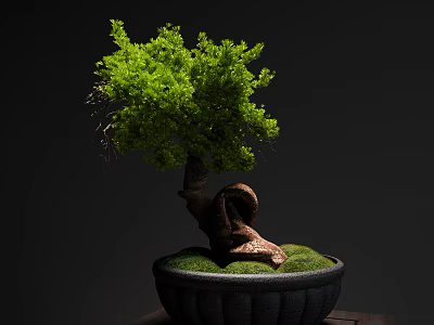 Bonsai Plant with Curved Trunk and Lush Green Leaves in Black Pot with Moss 3d model