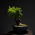 Bonsai Plant with Curved Trunk and Lush Green Leaves in Black Pot with Moss