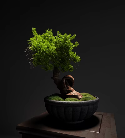 Bonsai Plant with Curved Trunk and Lush Green Leaves in Black Pot with Moss 3d model