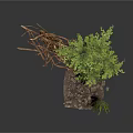Lush Green Plants With Twigs And Stones In Natural Decorative Scene