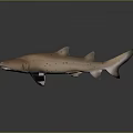 Copper Colored Shark 3D Model With Distinct Fins And Body Structure On Gradient Gray Background
