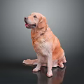 Golden Retriever Sitting On Black Shiny Surface With Gray Background Looking Happy And Relaxed