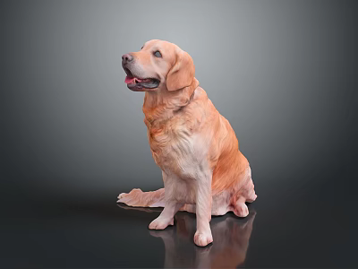 Golden Retriever Sitting On Black Shiny Surface With Gray Background Looking Happy And Relaxed 3d model