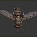 Detailed Close Up View Of House Fly With Transparent Wings And Striped Body
