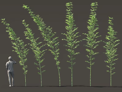 Bamboo Plants With Various Growth Forms And A Figure 3d model