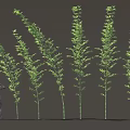 Bamboo Plants With Various Growth Forms And A Figure 3d model