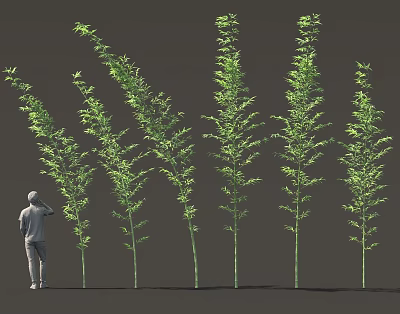 Bamboo Plants With Various Growth Forms And A Figure 3d model