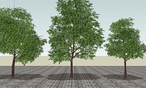 Modern Trees Tall Plants 3d model