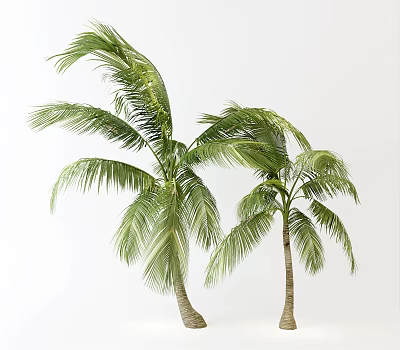 Tall Palm Trees With Lush Green Leaves Swaying Gently Against White Background 3d model