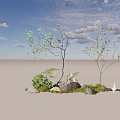 Two Arbor Trees With Rocks Ferns And Green Grass In Natural Garden