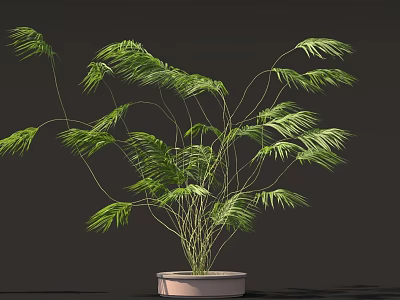Lush Green Plant With Long Slender Leaves In Light Colored Pot On Dark Background 3d model