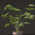 Lush Green Plant With Long Slender Leaves In Light Colored Pot On Dark Background