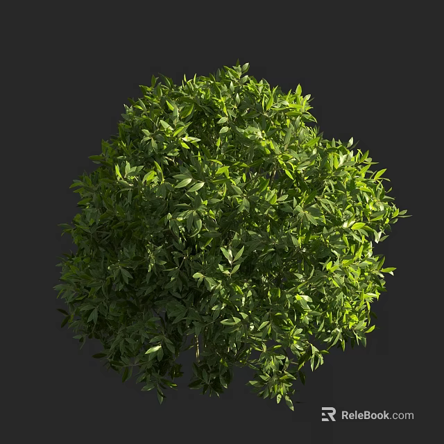 Vibrant Green Shrub Featuring Lush Dense Leaves And Natural Outdoor Shape 3d model 