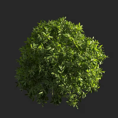 Vibrant Green Shrub Featuring Lush Dense Leaves And Natural Outdoor Shape 3d model