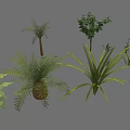 Various Types of Green Plants Featuring Ferns Palm Trees Bushes and Leafy Foliage