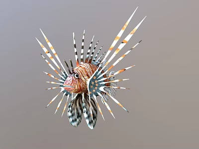 Lionfish 3d model Lionfish 3d model