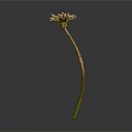 Dandelion Plant With Yellow Flower And Slender Green Stem Against Gray Background