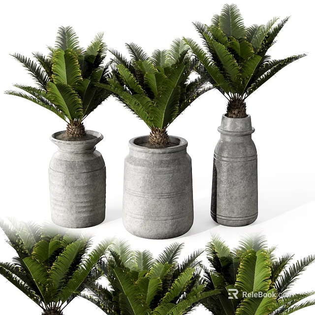 Lush Bonsai Potted Plants With Cycad Leaves In Gray Ceramic Pots 3d model 