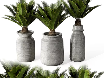 Lush Bonsai Potted Plants With Cycad Leaves In Gray Ceramic Pots 3d model