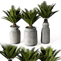 Lush Bonsai Potted Plants With Cycad Leaves In Gray Ceramic Pots