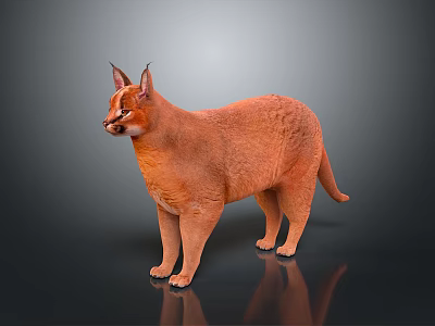 Orange Caracal With Long Ears Standing On Dark Background With Smooth Fur 3d model