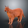 Orange Caracal With Long Ears Standing On Dark Background With Smooth Fur