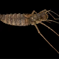 Brown Aquatic Insect With Long Legs And Segmented Body Isolated On Black Background