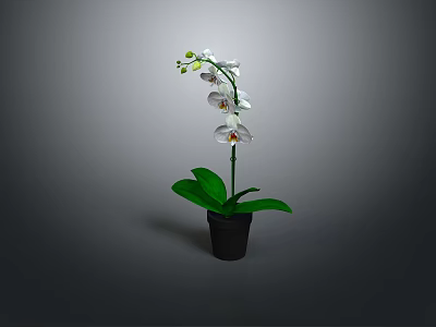 White Orchid Plant with White Flowers and Green Leaves in Black Pot Against Gray Background 3d model