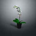 White Orchid Plant with White Flowers and Green Leaves in Black Pot Against Gray Background