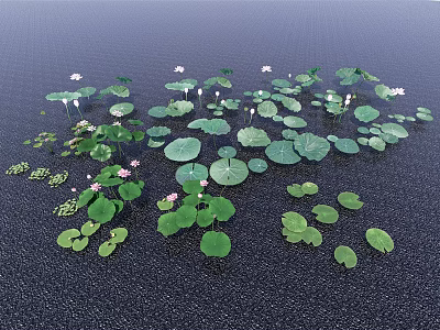 Aquatic Plants With Lily Pads Green Leaves And Pink White Blooms Floating On Water 3d model