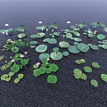 Aquatic Plants With Lily Pads Green Leaves And Pink White Blooms Floating On Water