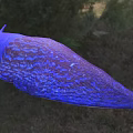 Carpathian blue slug 3d model