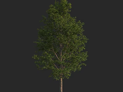 Tall Green Arbor Tree With Lush Foliage And Sturdy Brown Trunk 3d model