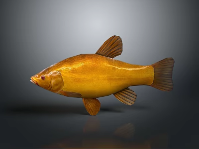 Golden Fish Isolated On Gray Background With Glossy Body And Distinct Fins 3d model