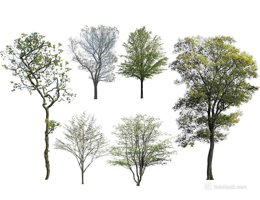 Diverse Trees With Various Leafy And Bare Branch Shapes On White Background 3d model