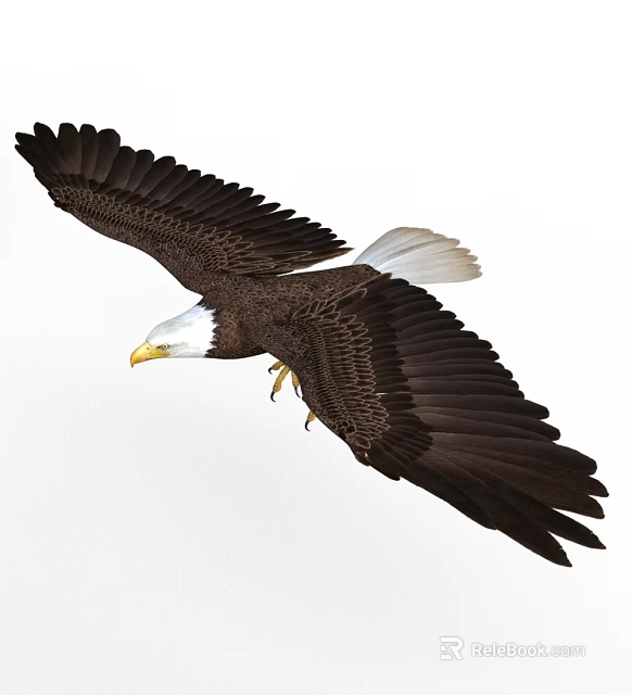Flying Bald Eagle With White Head Yellow Beak And Spread Wings 3d model