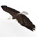 Flying Bald Eagle With White Head Yellow Beak And Spread Wings 3d model