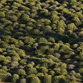 Thriving Lush Flowers and Plants in Dense Clustered Bushes Natural Growth