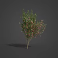 Various Types of Plants with Different Colored Leaves and Flowers
