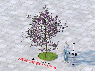 South European Redbud Small Arbor 3.5m Height with 1.8m Person on Paved Ground Green Lawn 3d model