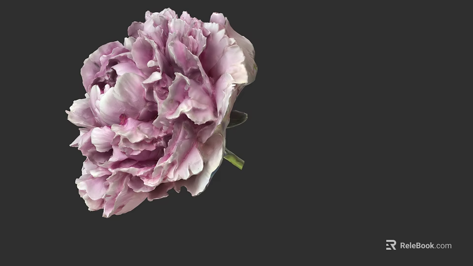 Pink and White Peony Flower Beautifully Bloomed with Layers of Petals on Black Background 3d model 