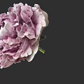 Pink and White Peony Flower Beautifully Bloomed with Layers of Petals on Black Background