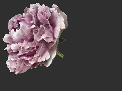 Pink and White Peony Flower Beautifully Bloomed with Layers of Petals on Black Background 3d model