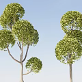 Lush Green Arbor Trees With Round Canopy And Branchy Trunk Structure 3d model